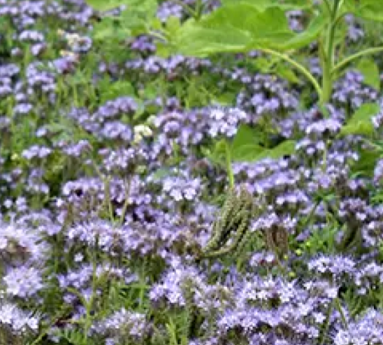 Blomster- og bestøverbrak Bivejen 10 kg