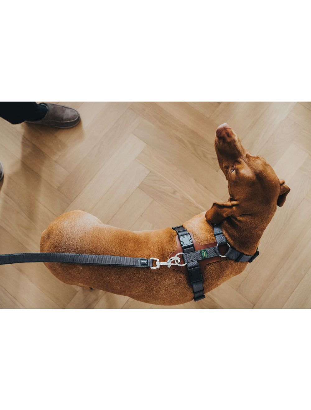 Aalborg sele læder cognac