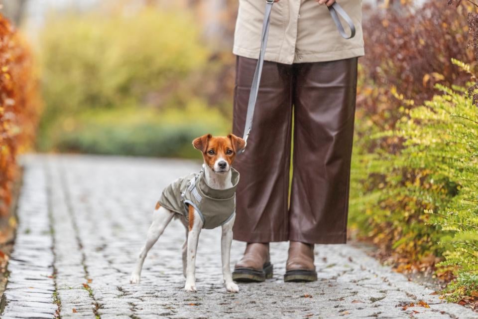  Pontis regn hundedækken med sele