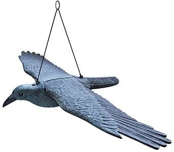 Rovfugl flyvende 81 cm