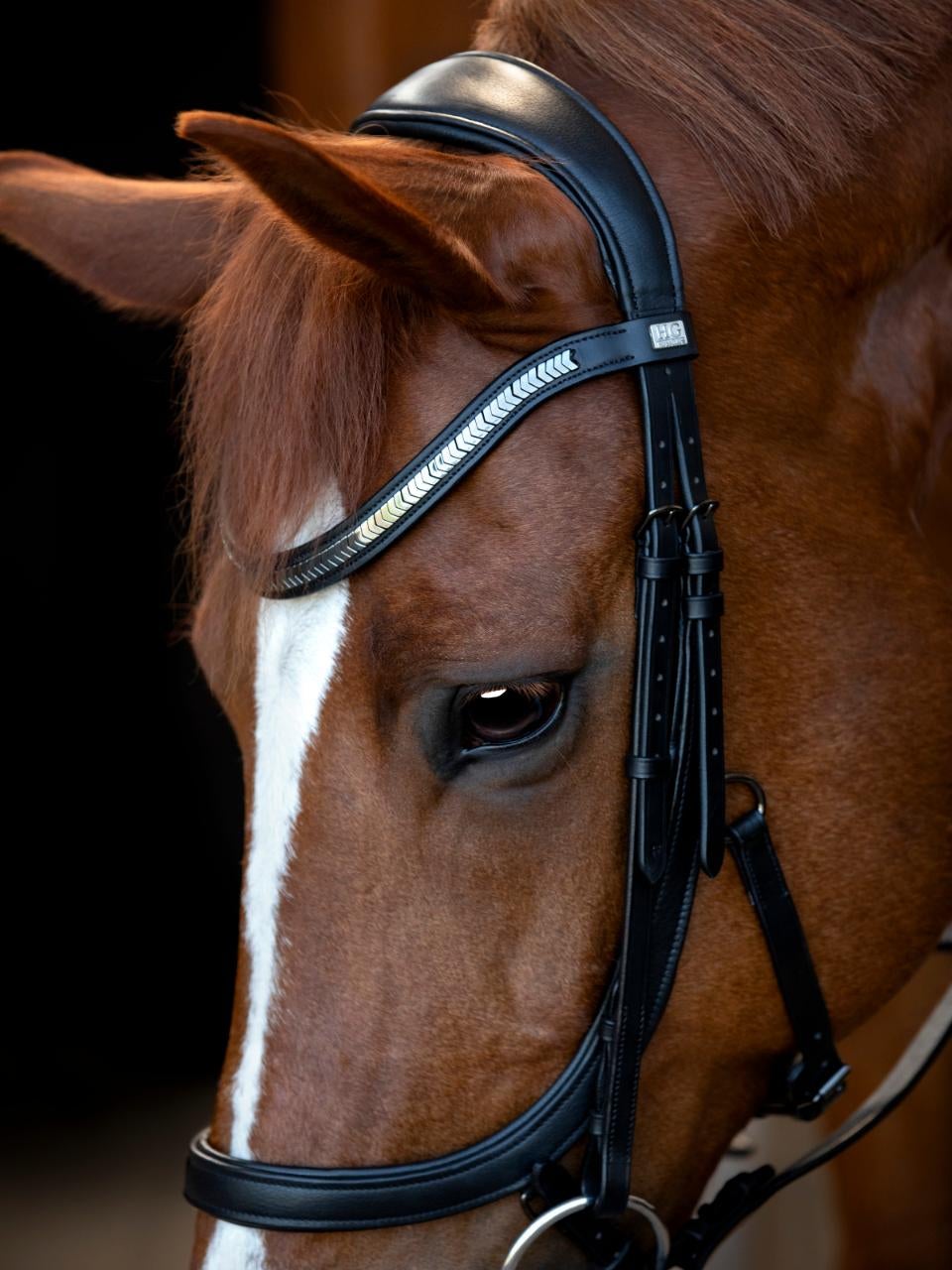 Tine anatomic trense