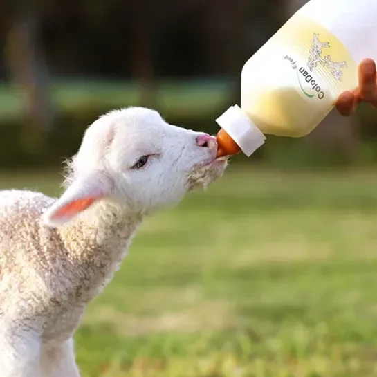 Råmælkserstatning/Colostrum til lam