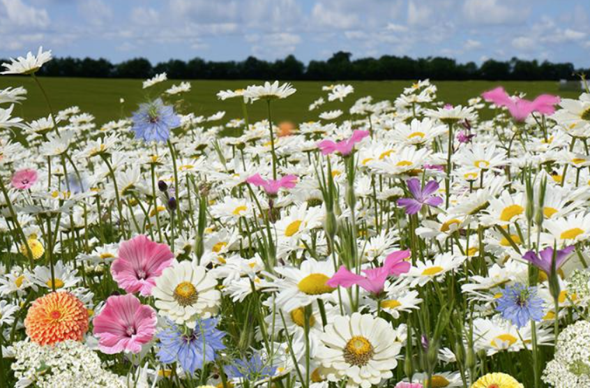 Turfline Buketmix 100 gram