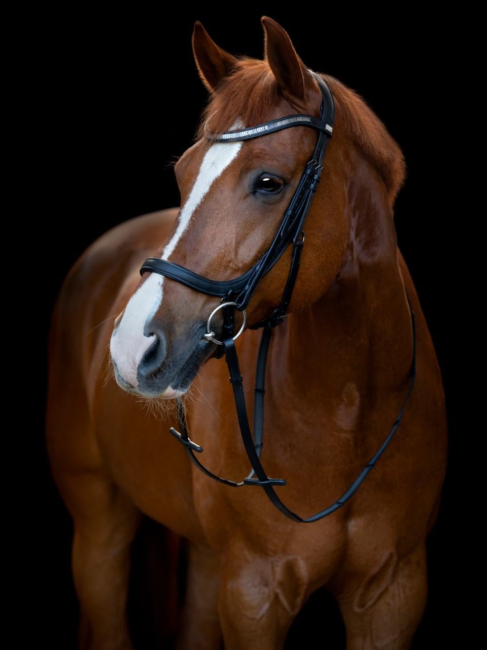 Tine anatomic trense