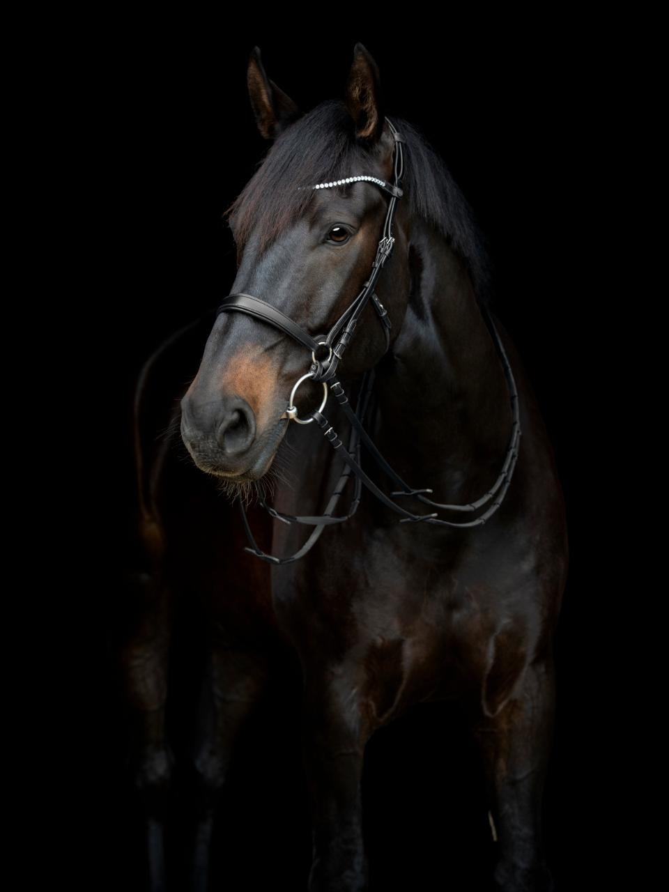Gentel næsebånd