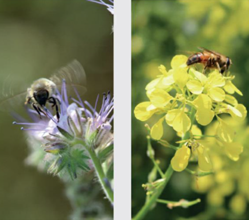 Allround Vildtblanding 10 kg