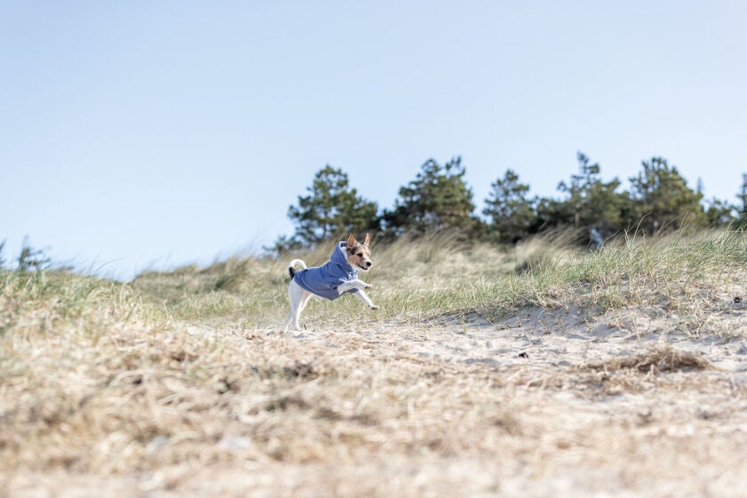 Hættetrøje til hund