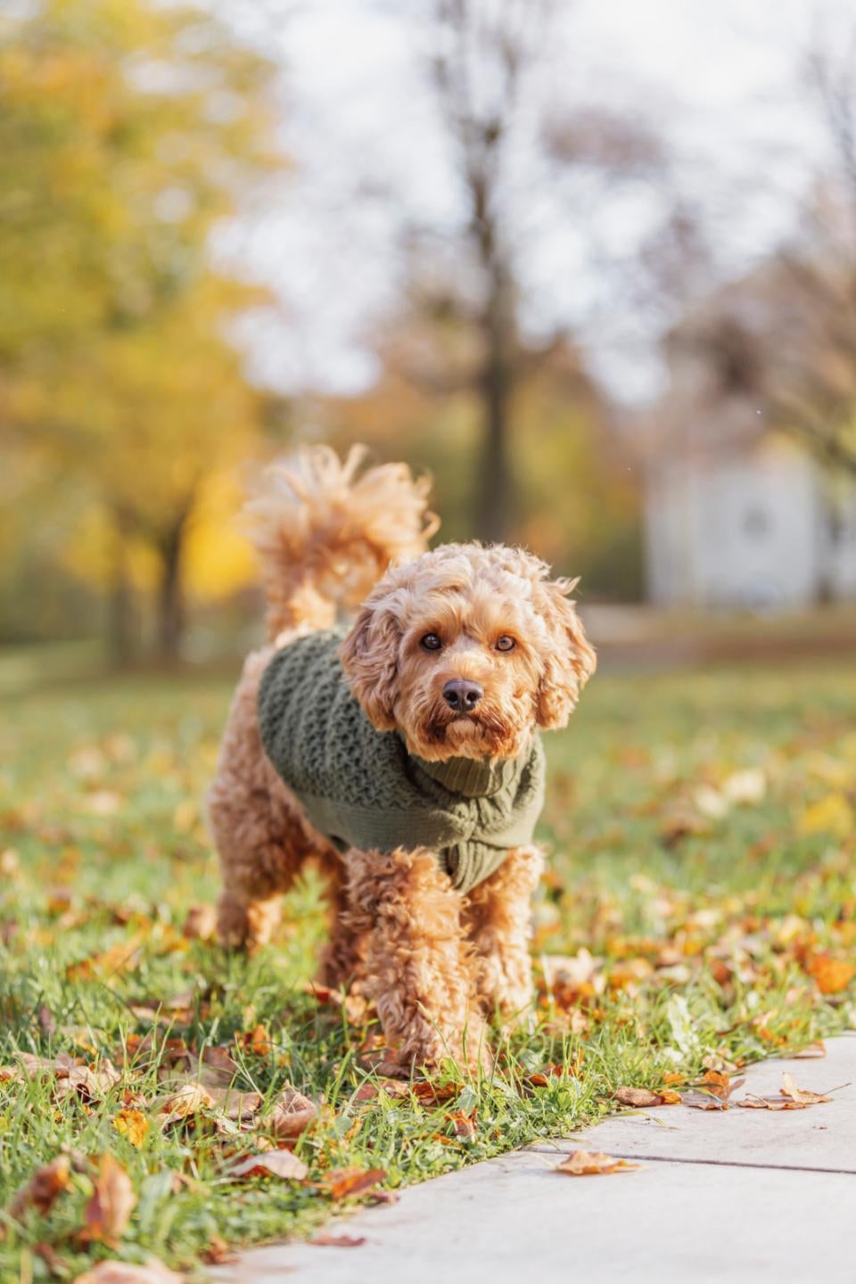 Norwood hundepullover