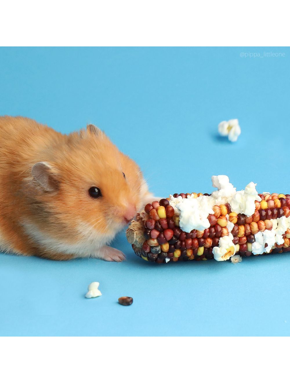 Majskolber små 130 gram