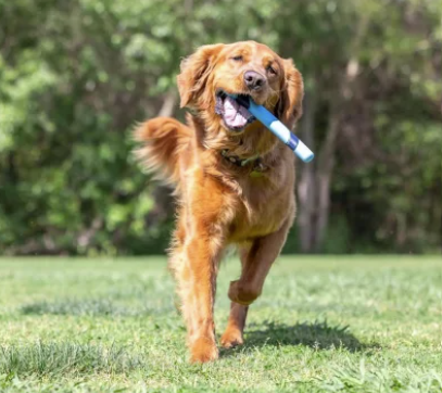 Sniff Fetch Stick Bacon