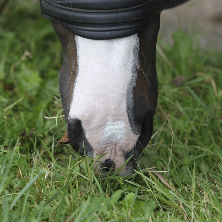 Horsecare Sun Lotion Spf 30 250 ml