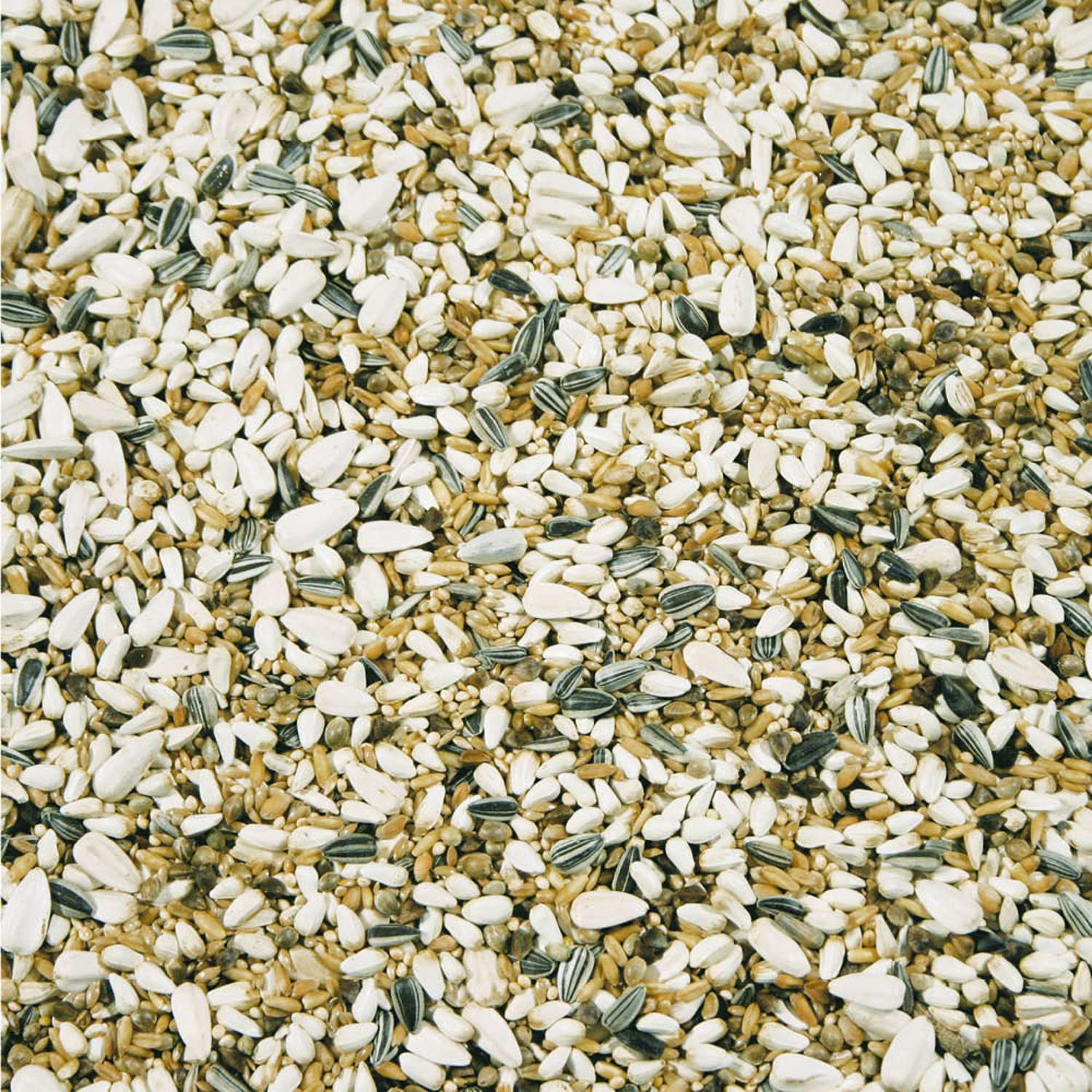 Original Parakit & Papegøje