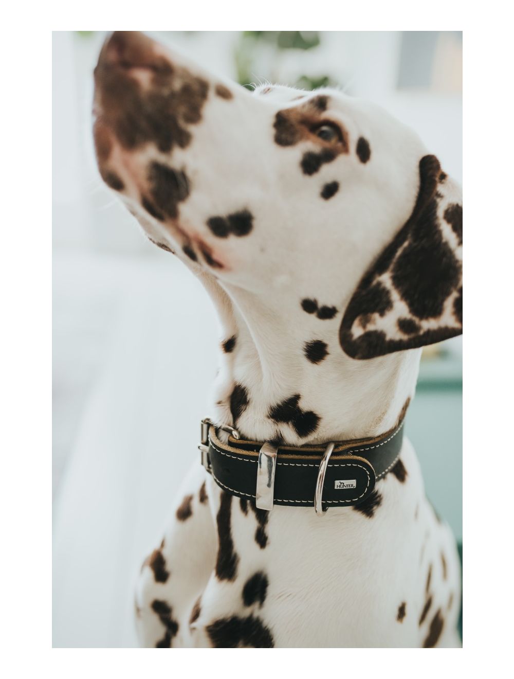 Halsbånd Aalborg Special