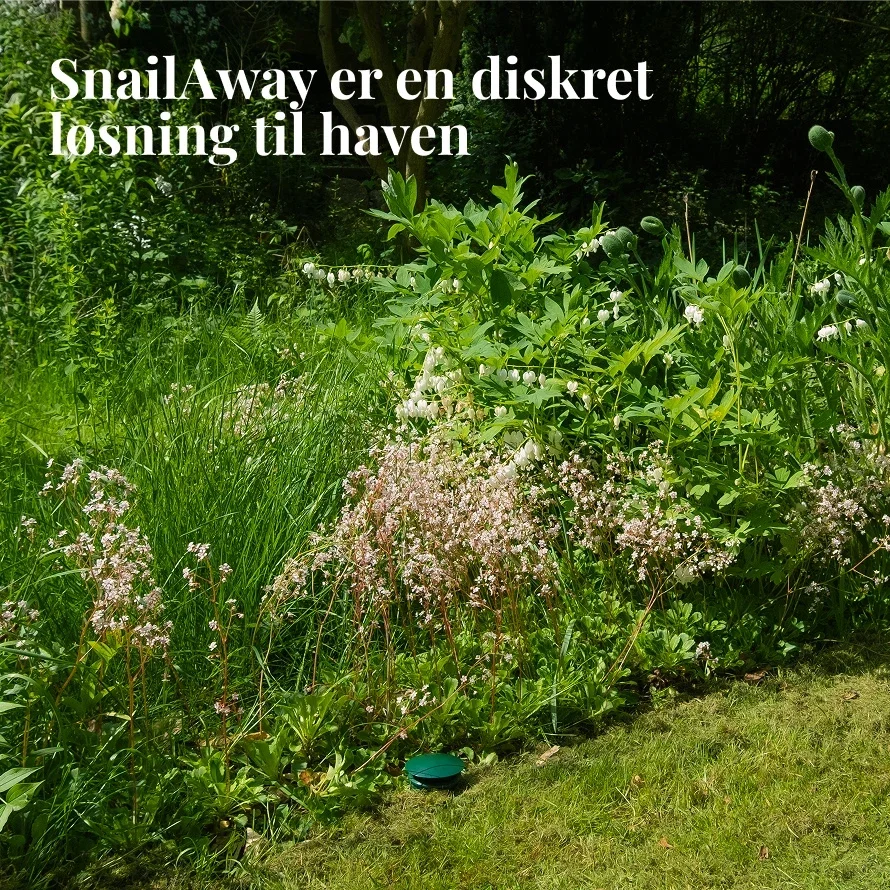 Sneglefælde 