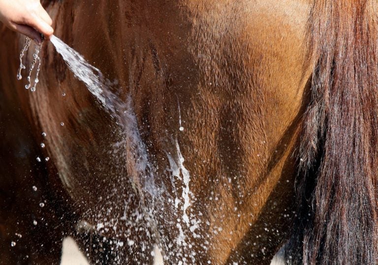 Horsecare All Shampoo