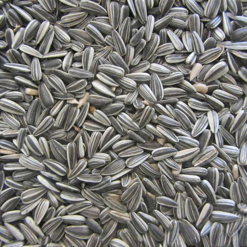 Stribet Solsikke 15 kg