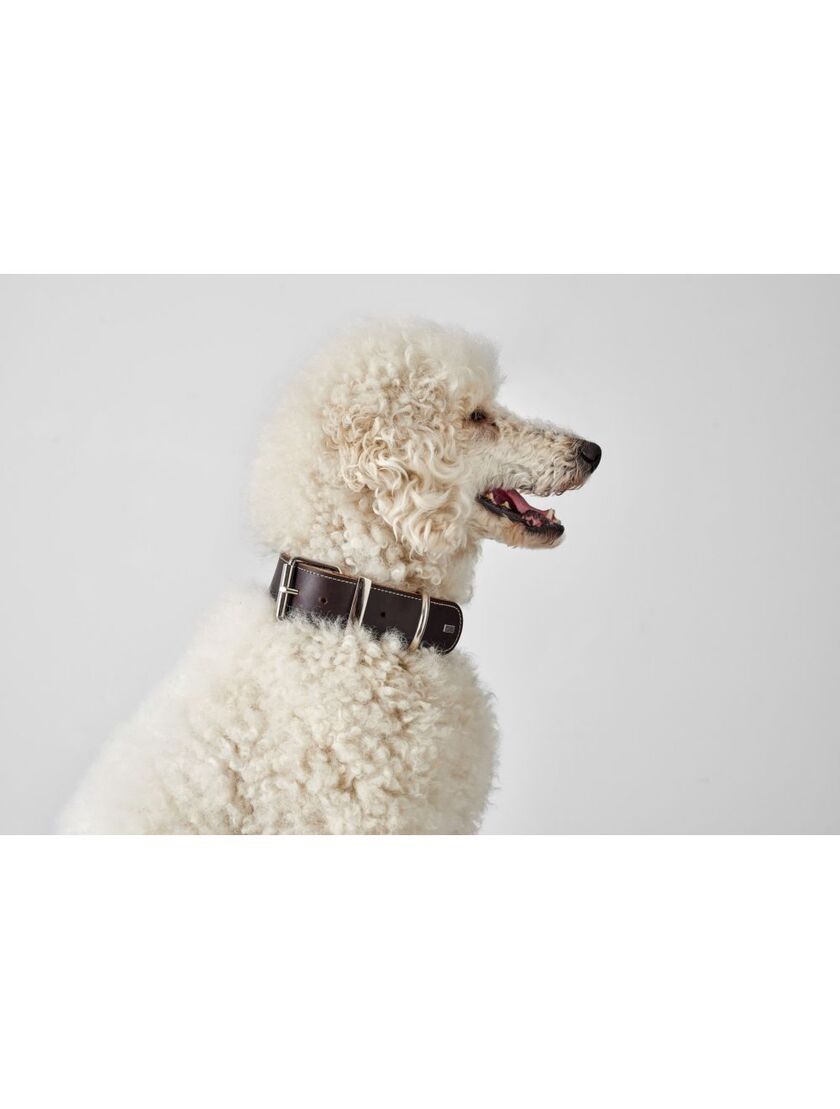 Halsbånd Aalborg Special