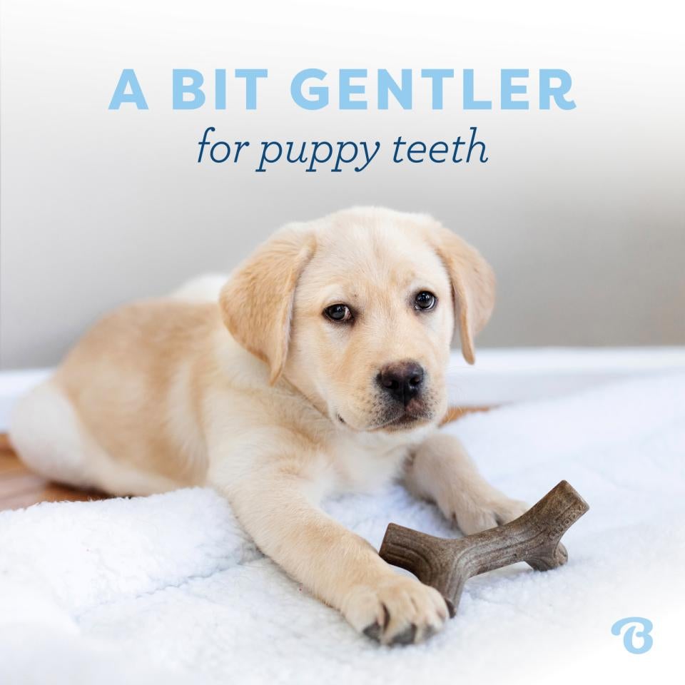 Benebone Puppy 2-Pack Maplestick/Zaggler Bacon