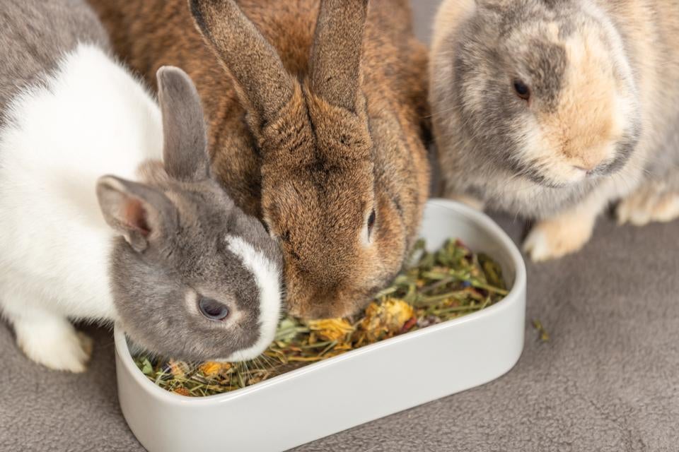 Gnaverskål oval keramisk