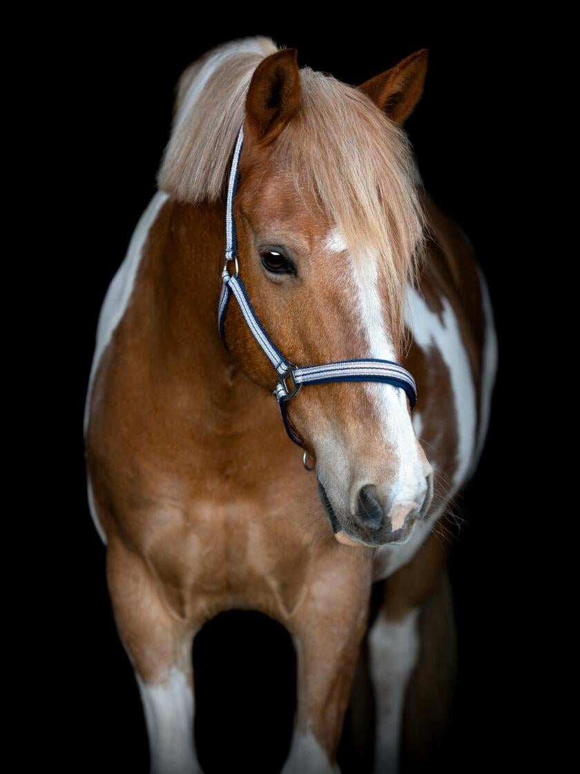 Mascha grime Phlox str. pony