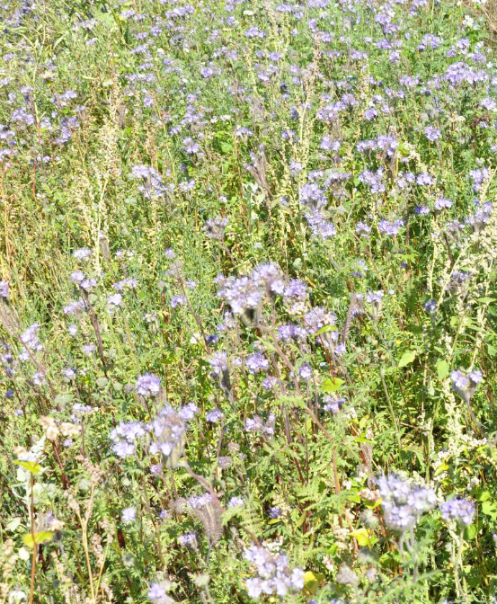 Pollen & Nektar blanding 2 kg