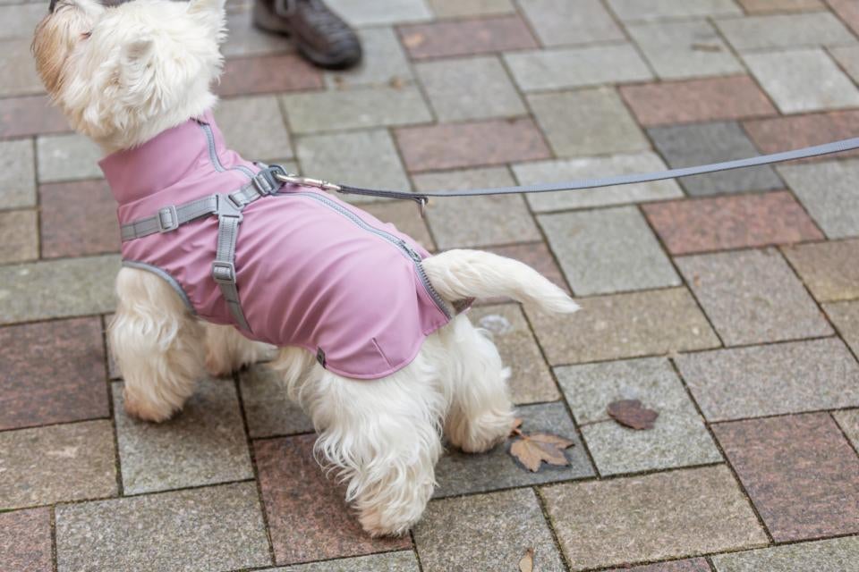  Pontis regn hundedækken med sele