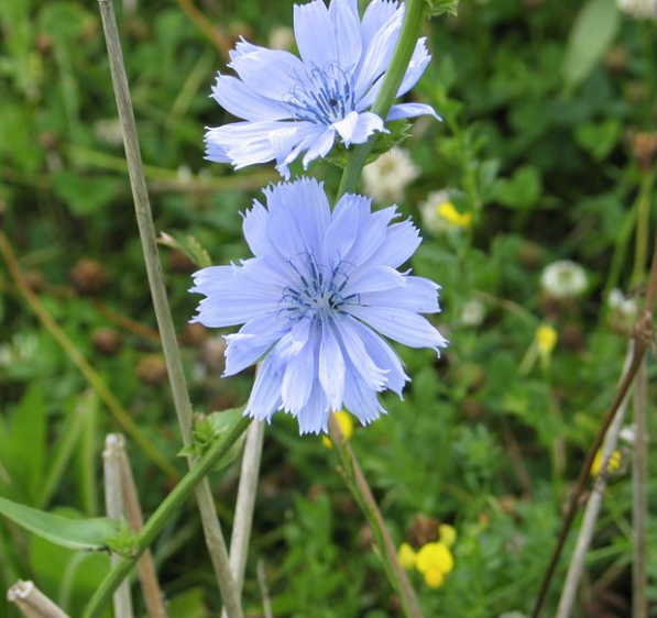 Cikorie Spadona 1 kg