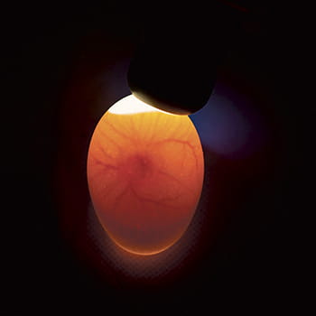 Æglyser LED lys inklusiv adapter