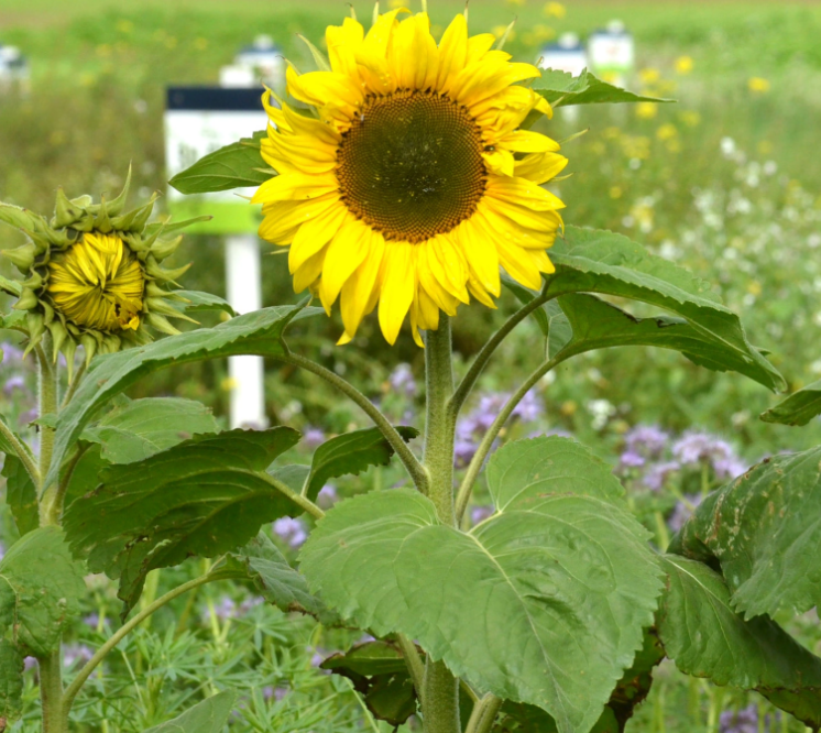 Blomster- og bestøverbrak Bivejen 10 kg