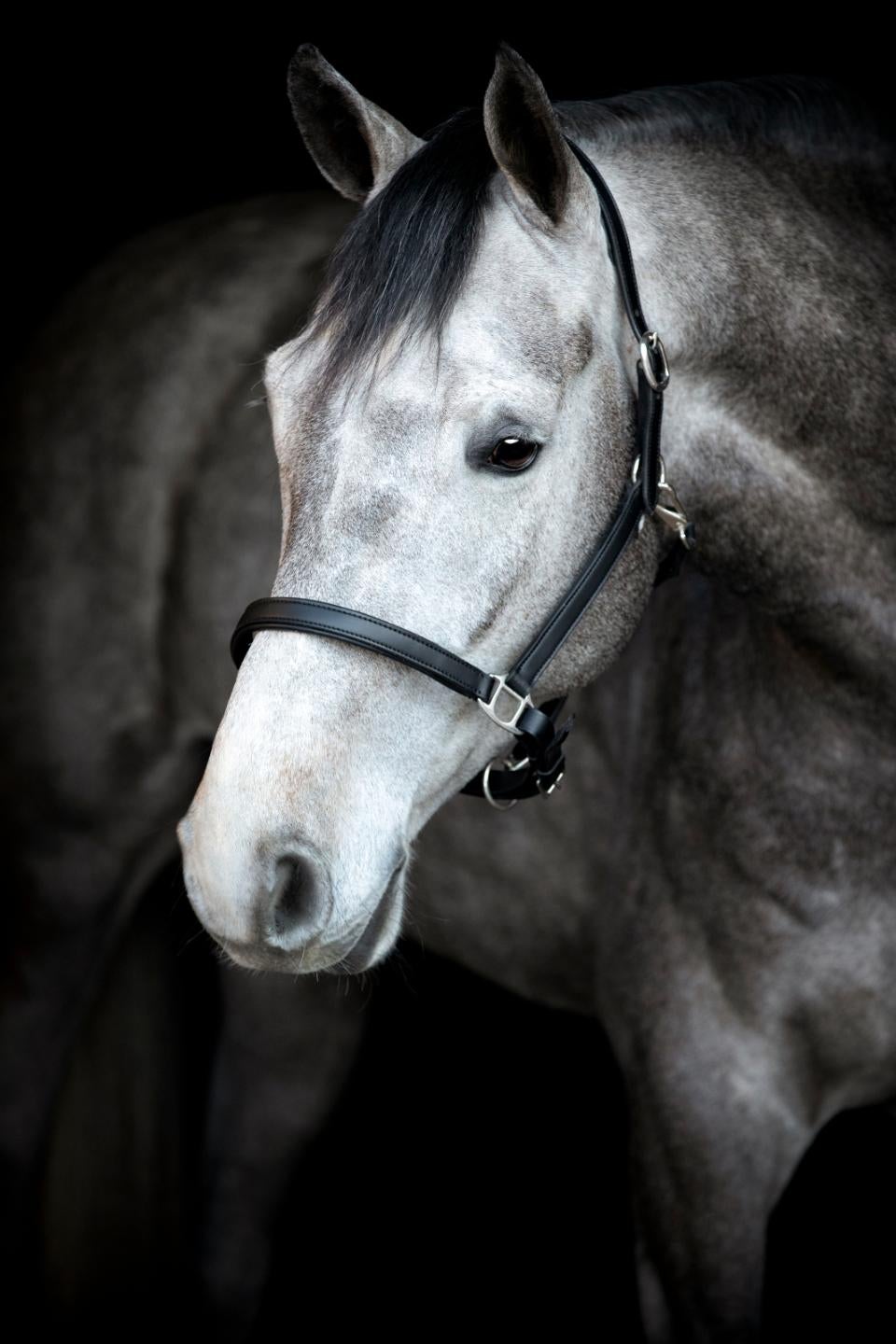 Sabine lædergrime AW24 str. full