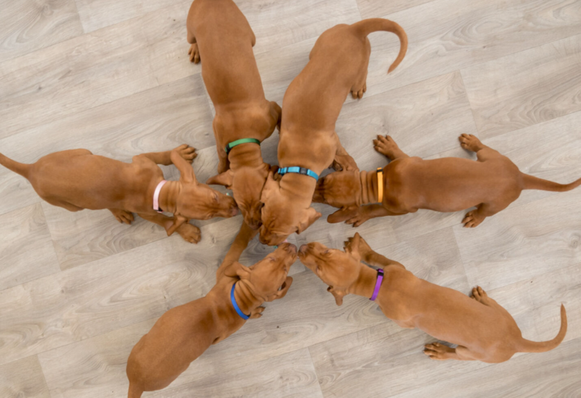 Hvalpehalsbånd 12 stk 7-33 cm