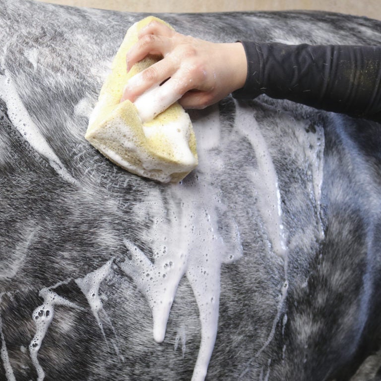 Horsecare All Shampoo