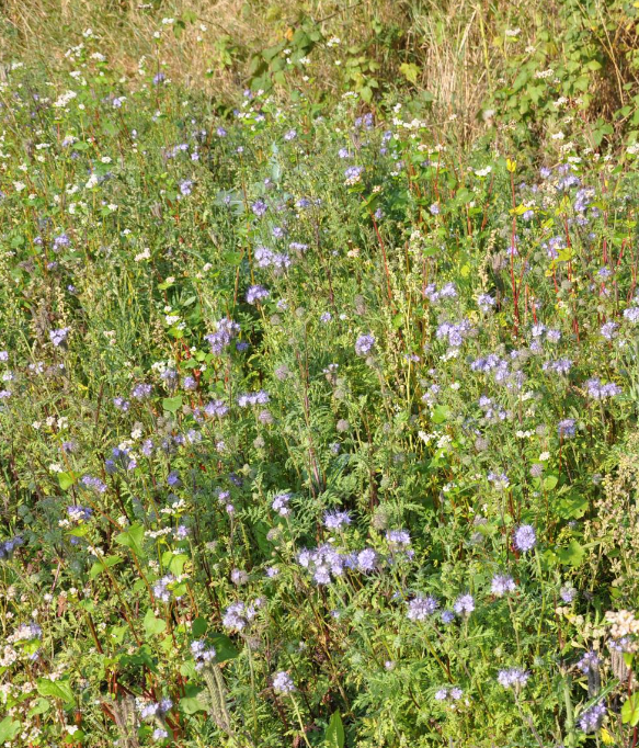 Markvildt Dækning & føde flerårig 5 kg