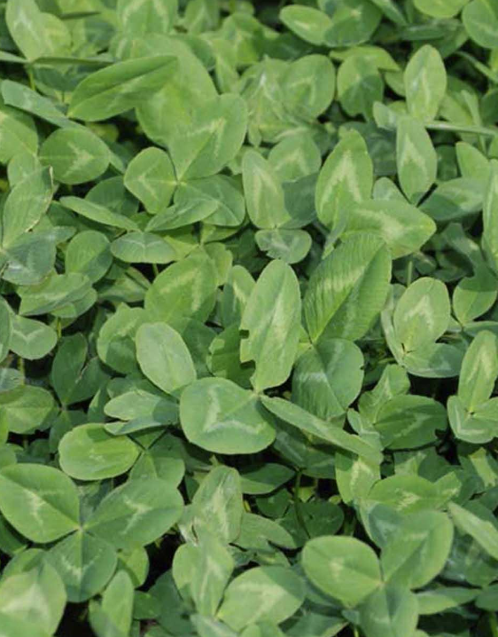 Rødkløver callisto 2 kg