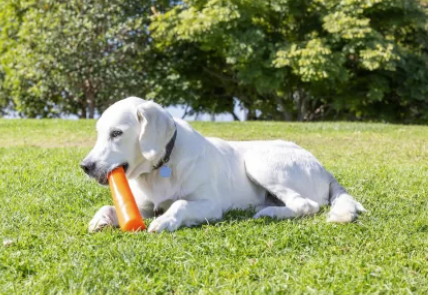 Chuckit Super Crunch Stick