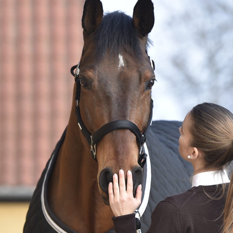 Horsecare All purpose Cream 250 ml