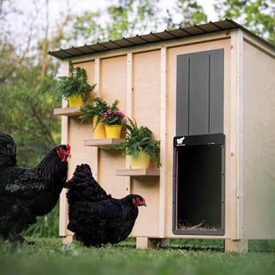 Hønsedør auto giant