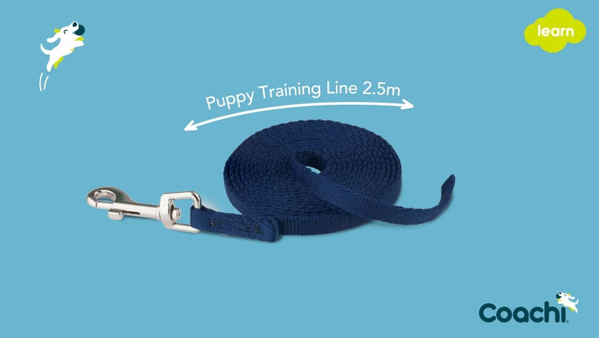 Puppy Training Line, 2,5 m