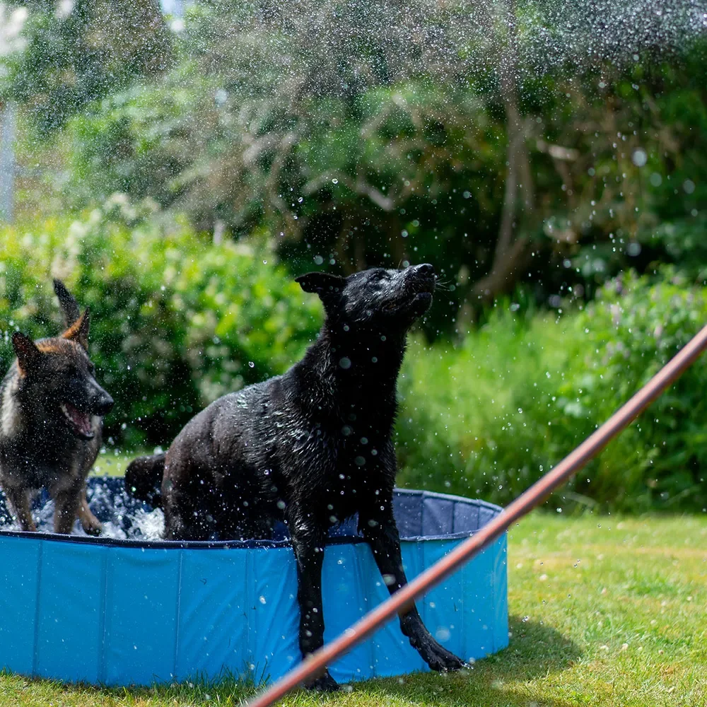 Dog Pool 160x30 cm