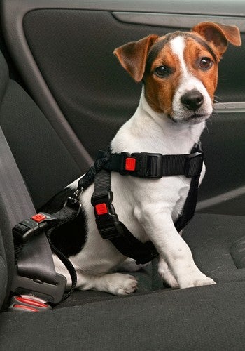 Sikkerhedssele til bil