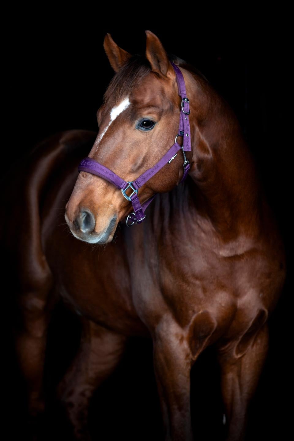 HorseGuard Diya 2.0 Grime - Purple Pennant - XFULL