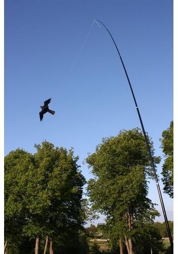 Fugleskræmmer Duehøg