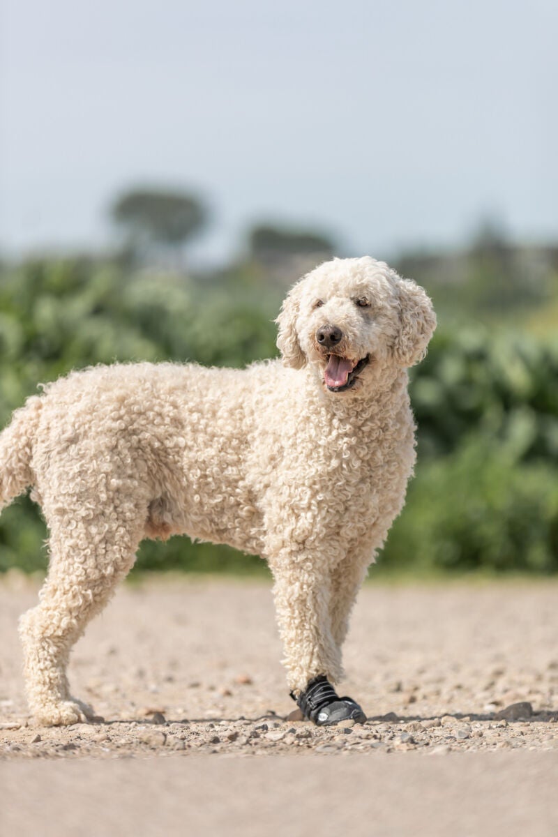 Active hundestøvler