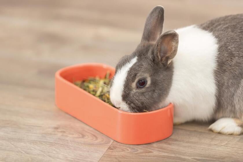 Gnaverskål oval keramisk ass. farve