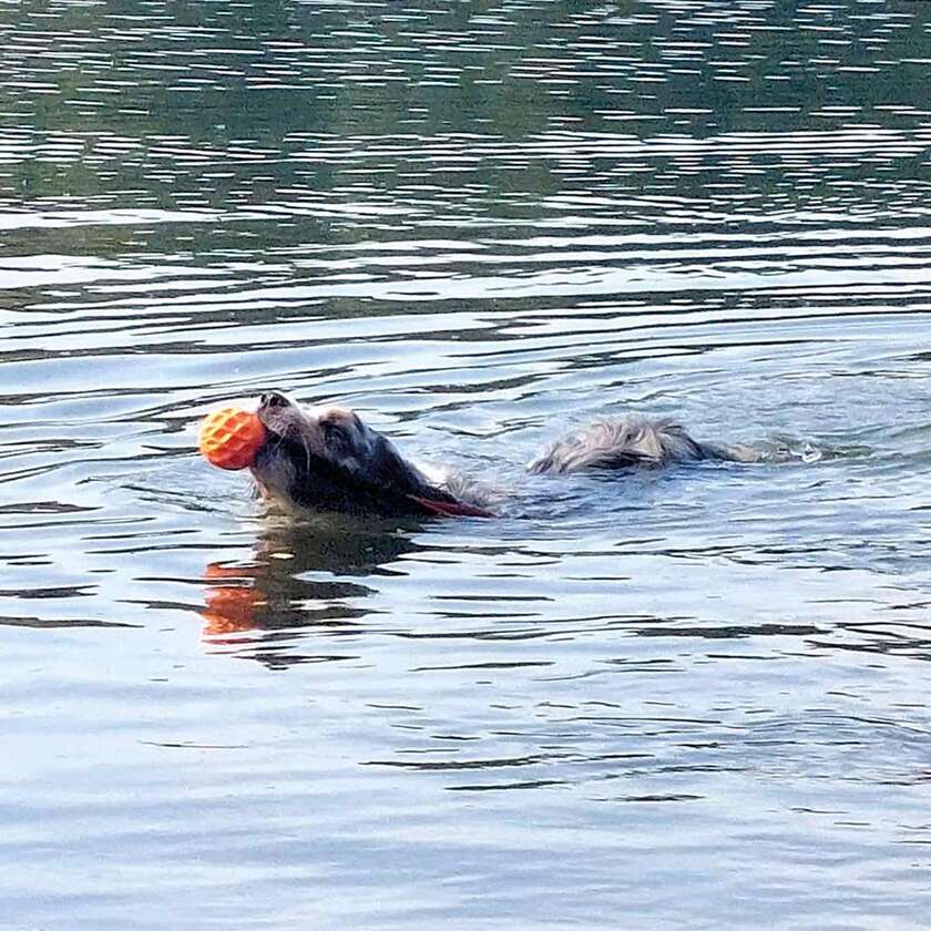 Floating Wafer bold med elastik