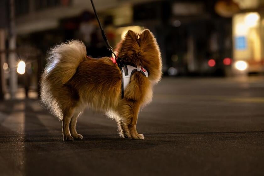 Vest Clasp Glow hundesele