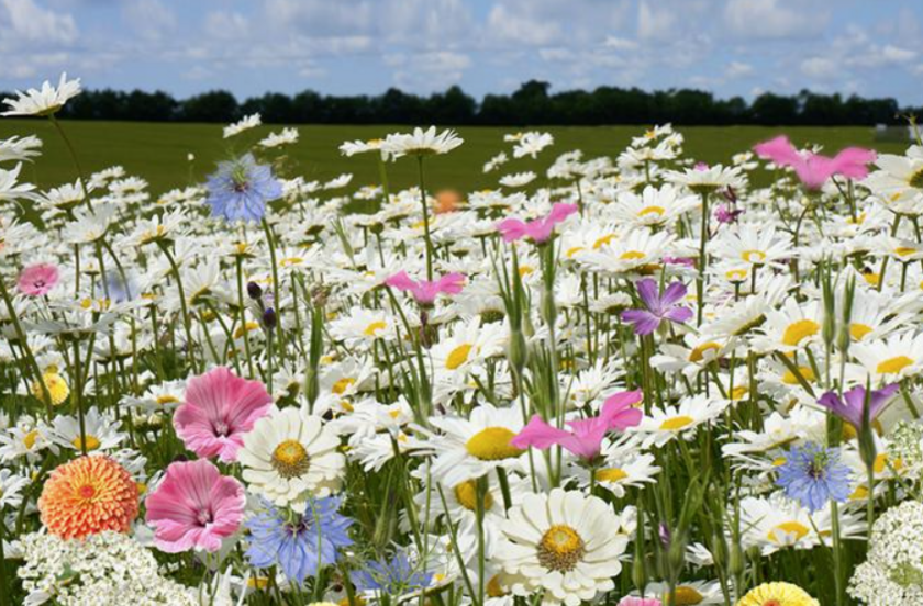 Turfline Buketmix 100 g