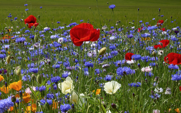 Landmandens blomster