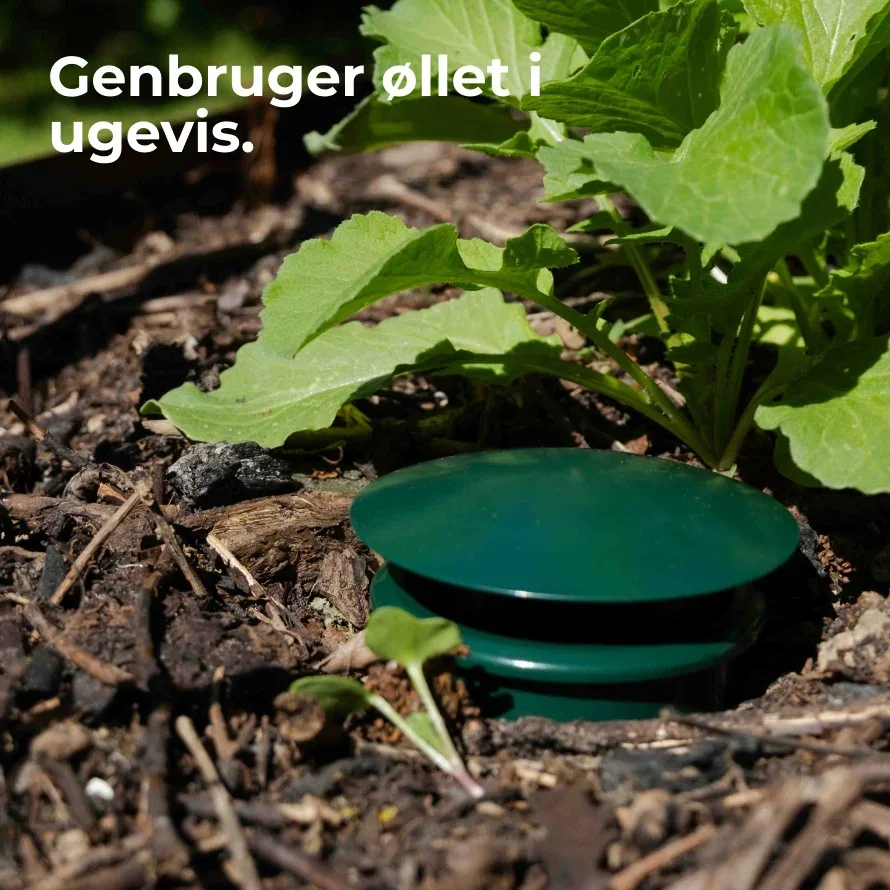 Sneglefælde 