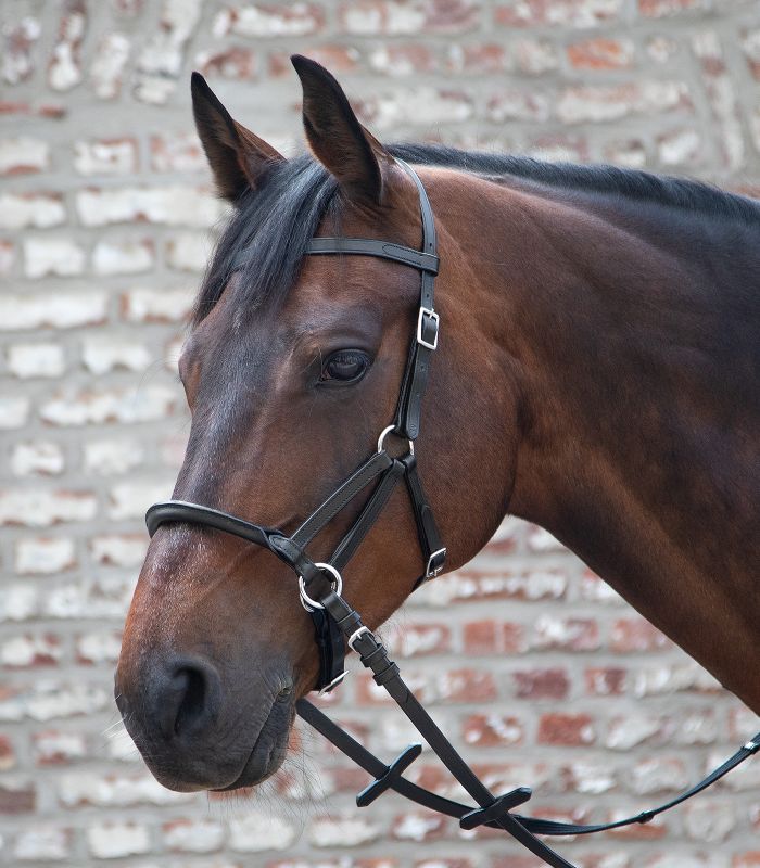 Bidløs trense Linda Tellington